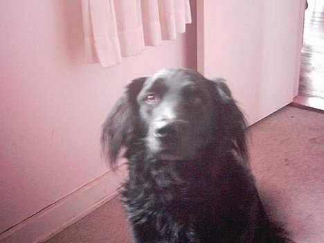 Blanding af racer Buster billede 2