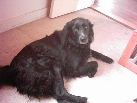 Blanding af racer Buster billede 3