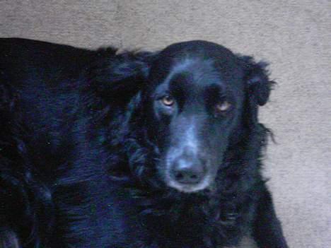 Blanding af racer Buster billede 4