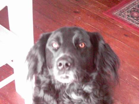 Blanding af racer Buster billede 5