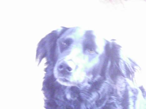 Blanding af racer Buster billede 6