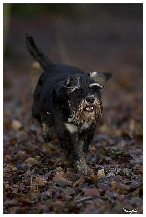 Dvaergschnauzer Sisse RIP-17.09.2010 - NYT 010107 billede 16