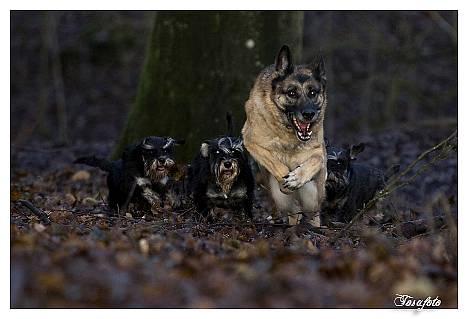 Dvaergschnauzer Sisse RIP-17.09.2010 - NYT 010107  Alle tøserne , Sisse længst til venstre billede 17