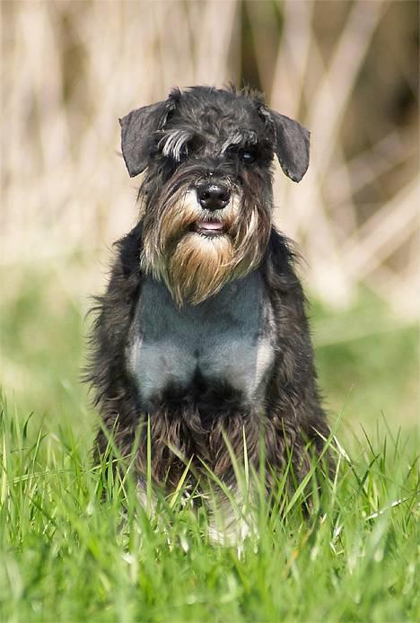 Dvaergschnauzer Sisse RIP-17.09.2010 - NYT 050506 . Sisse 7 mdr ´ billede 18