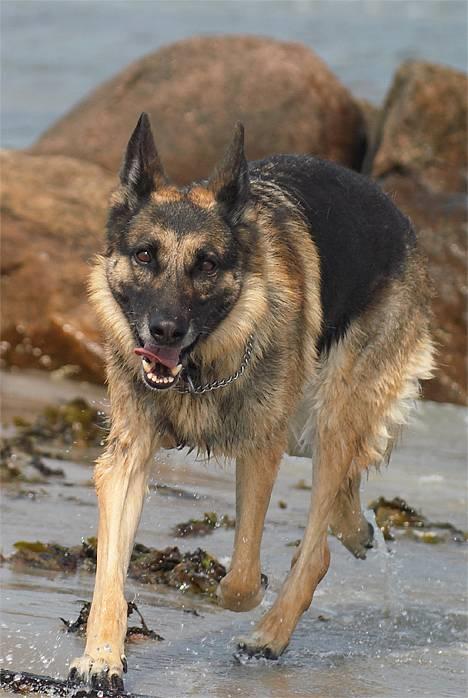 Schæferhund Scully RIP 090210 - NYT 19-6-06 billede 16