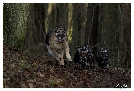Schæferhund Scully RIP 090210 - NYT 010107 billede 17