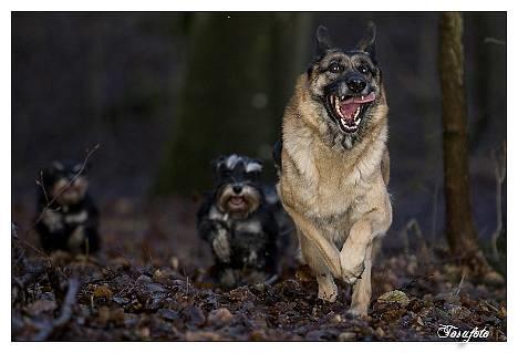 Schæferhund Scully RIP 090210 - NYT 010107 billede 18