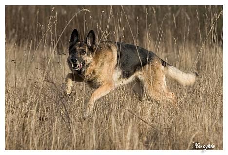 Schæferhund Scully RIP 090210 - NYT 010107 billede 19