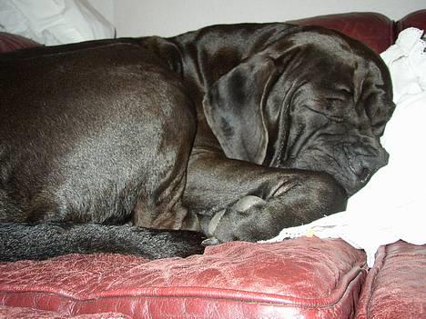 Cane corso Bonzo billede 10