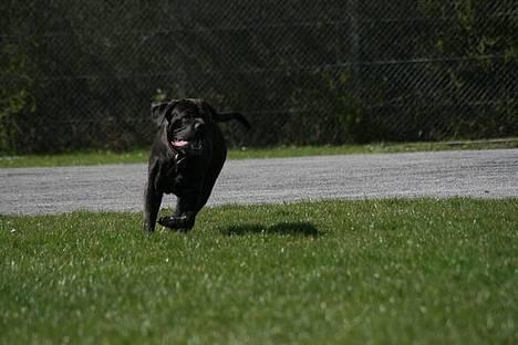 Cane corso Bonzo billede 11