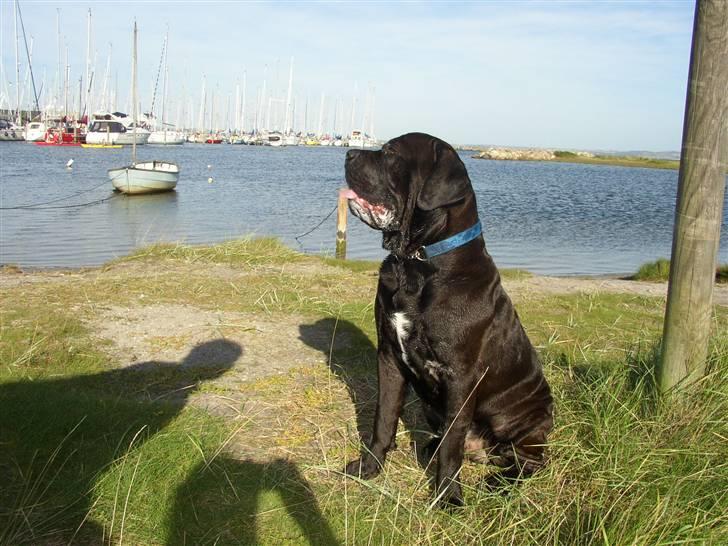 Cane corso Bonzo billede 12