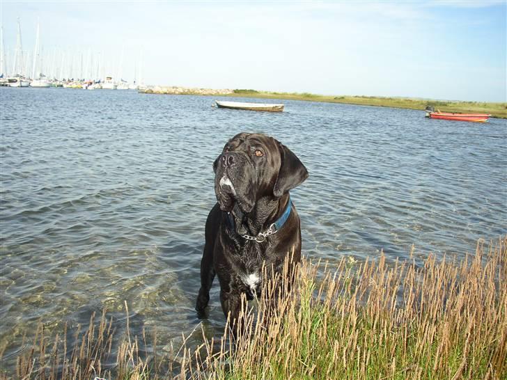 Cane corso Bonzo billede 13