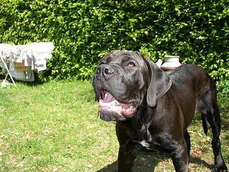 Cane corso Bonzo billede 14