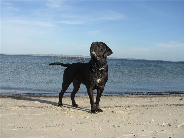 Cane corso Bonzo billede 16