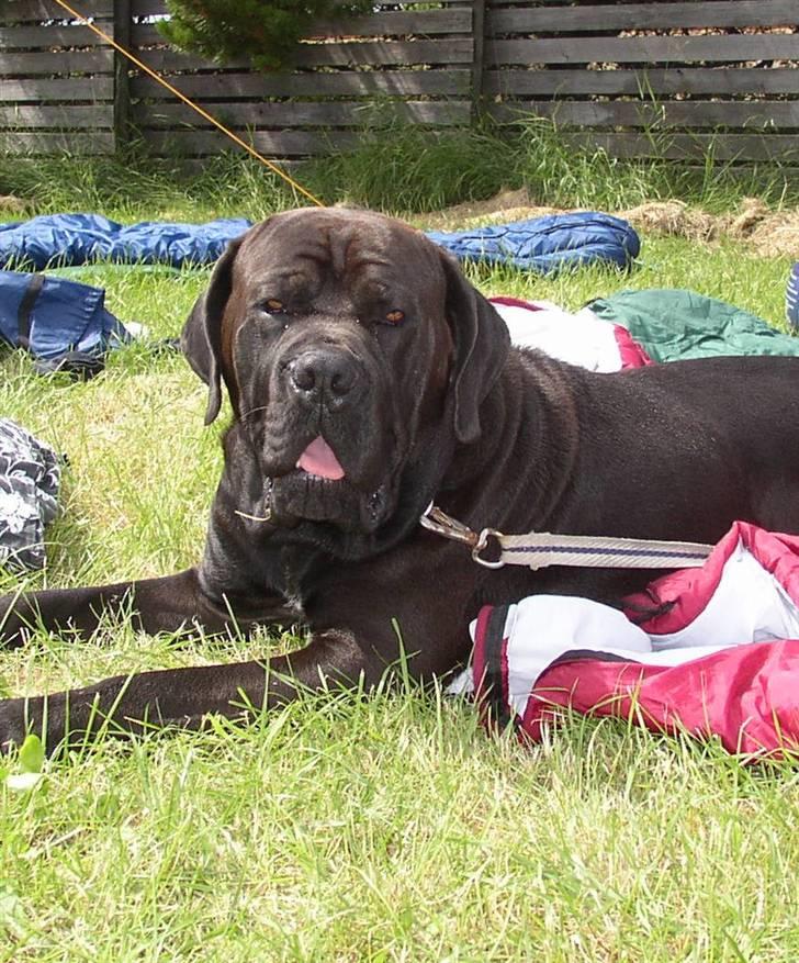 Cane corso Bonzo billede 17