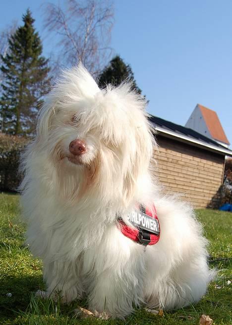 Coton de tulear Frida  billede 2