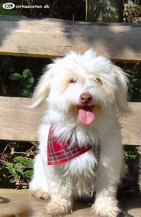 Coton de tulear Frida  billede 4