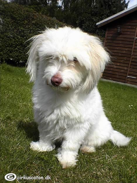 Coton de tulear Frida  billede 5