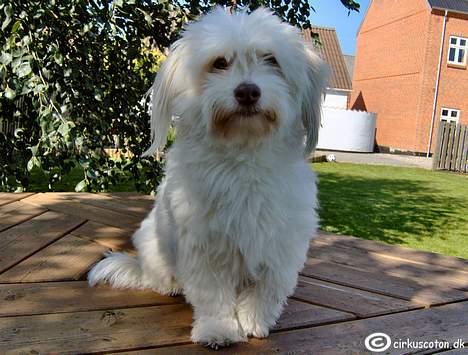 Coton de tulear Frida  billede 6