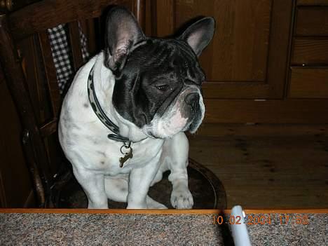 Fransk bulldog Manfred billede 2