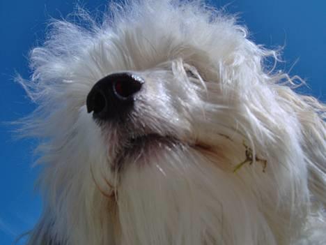 Coton de tulear Rosa billede 3