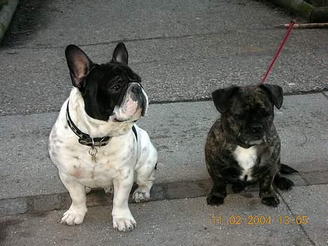 Fransk bulldog Manfred - Mandfred med sin kæreste Luna billede 4