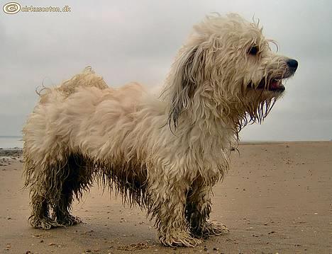 Coton de tulear Rosa billede 4