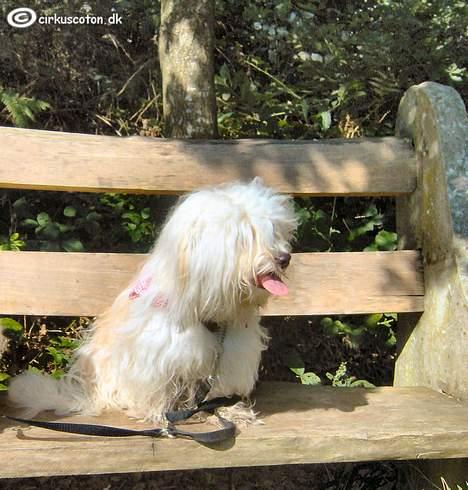 Coton de tulear Rosa billede 5