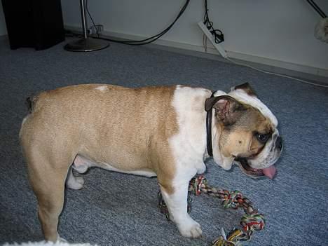 Engelsk bulldog Orzon billede 14