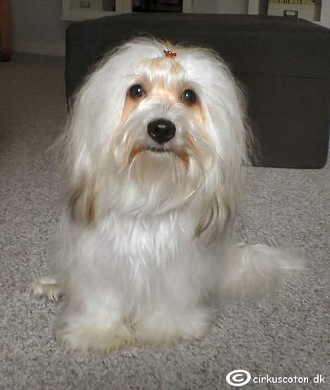 Coton de tulear Rosa billede 6