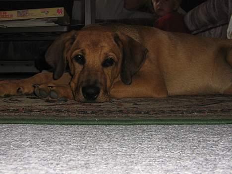 Blanding af racer Wilma billede 7