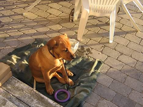 Blanding af racer Wilma billede 8