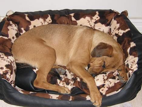 Blanding af racer Wilma billede 9