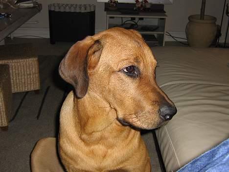 Blanding af racer Wilma billede 10