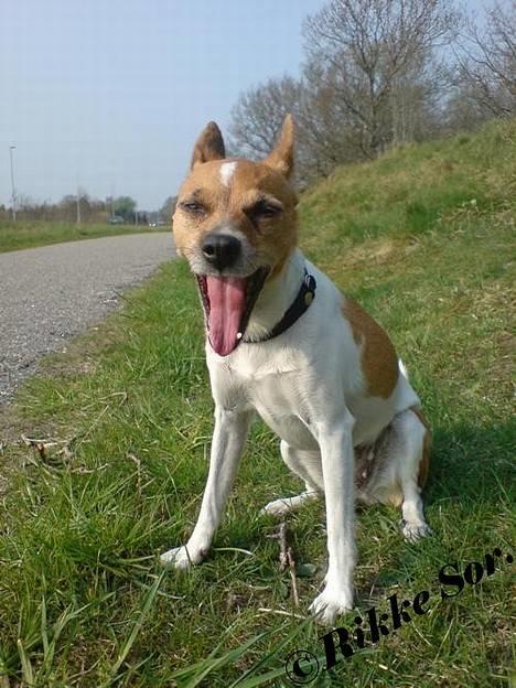 Dansk svensk gaardhund Mille 14./12. - "Årh hvor er her varmt!"  billede 4