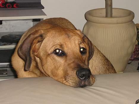 Blanding af racer Wilma billede 11