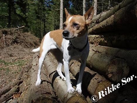 Dansk svensk gaardhund Mille 14./12. - Mille poserer på en stabel træstammer :o) *Nyt 30. april 2007* billede 7