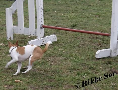 Dansk svensk gaardhund Mille 14./12. - Mille lige landet på den anden side af springet. Hun er bestemt ikke nem at fange i luften! *Nyt marts 2007* billede 8