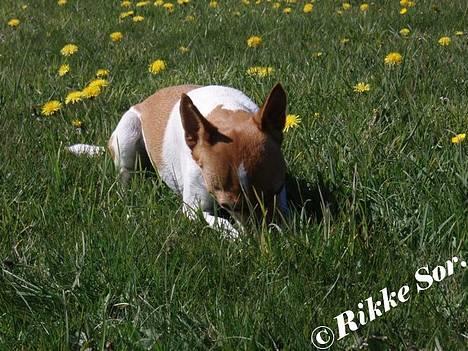 Dansk svensk gaardhund Mille 14./12. - Nej. Hun har ikke fundet en mus ;o) *Nyt 30. april 2007* billede 11