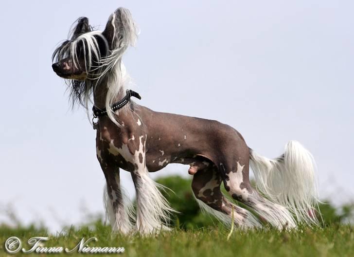 Chinese crested hårløs Caprioso Ram-Ses-Mi - Hej. Det er mig der hedder Ramses. Velkommen til min profil billede 1