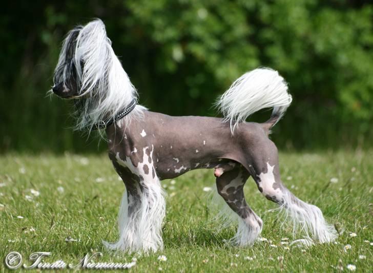 Chinese crested hårløs Caprioso Ram-Ses-Mi - Maj 08 billede 2