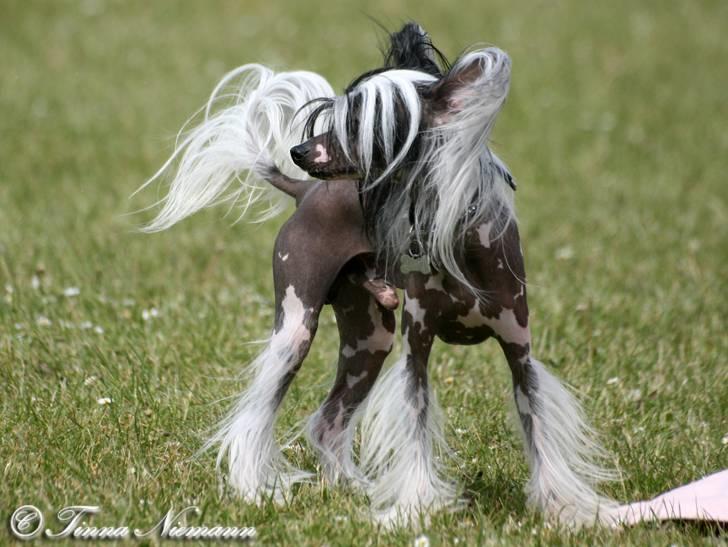 Chinese crested hårløs Caprioso Ram-Ses-Mi - Maj 08 billede 3