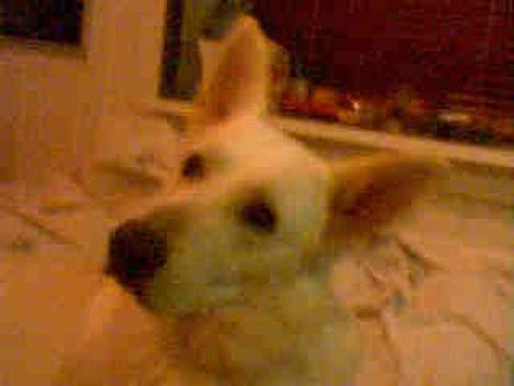 Hvid schæfer jojo - Brækker lige min nakke.. Heh.. billede 11