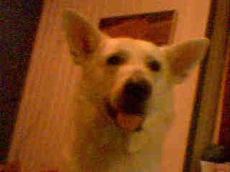 Hvid schæfer jojo - Er jeg fræk, elelr er jeg fræk? billede 12