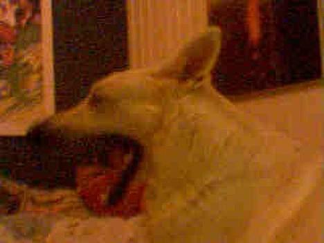 Hvid schæfer jojo - Maaaand! Hvor er jeg træt. billede 13