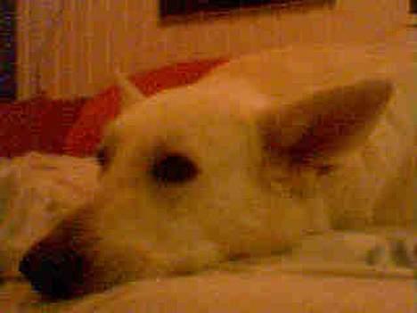 Hvid schæfer jojo - Nu skal der soves! billede 14