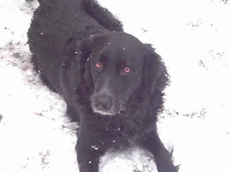 Blanding af racer Buster billede 7