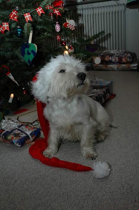 West highland white terrier Gizmo - Juleaften 2005 billede 11