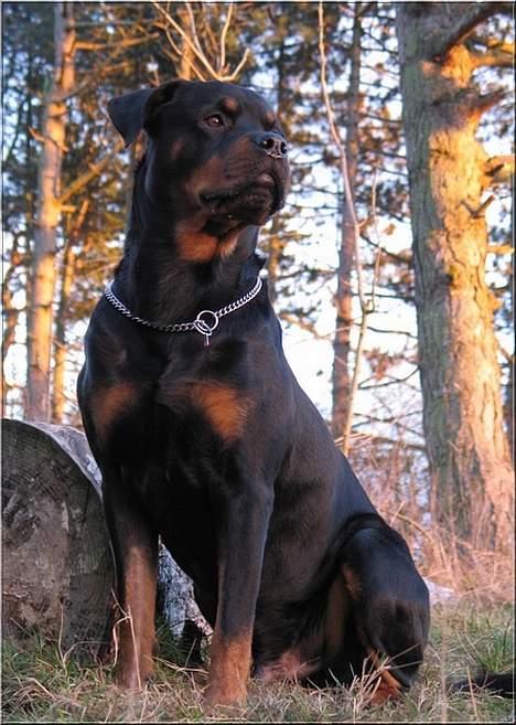 Rottweiler Bundy * 27-6-01 † 01.06.2015  billede 10