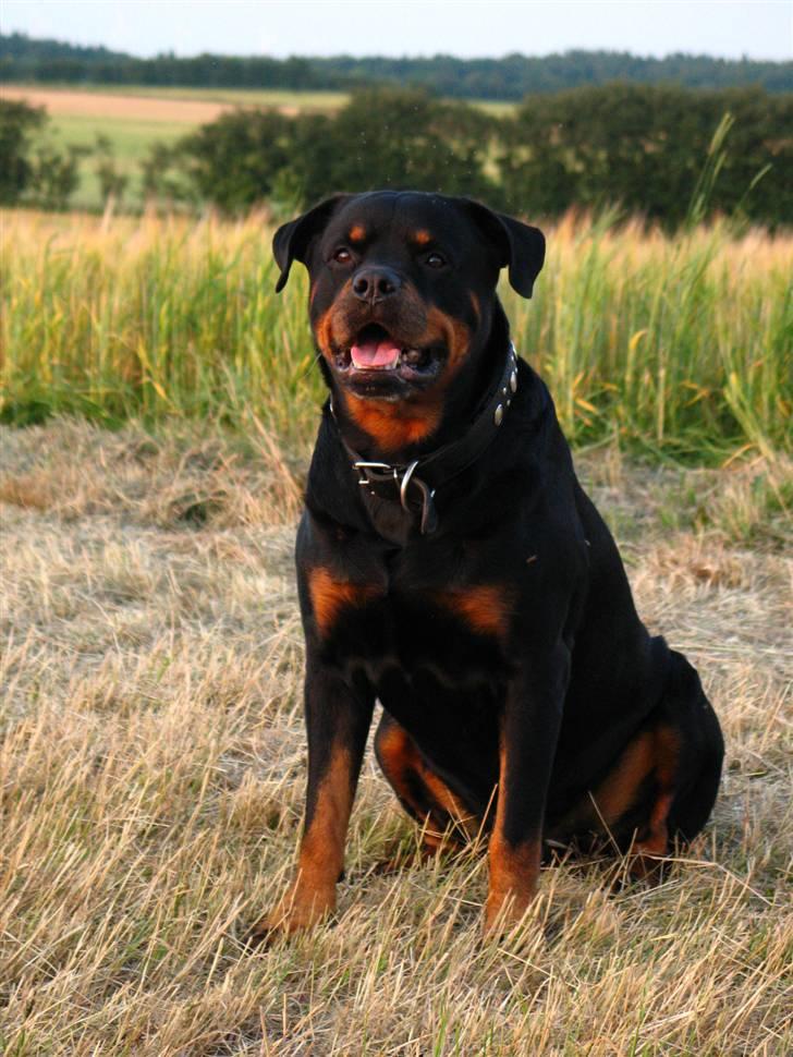 Rottweiler Bundy * 27-6-01 † 01.06.2015  - 04.07.09  billede 11